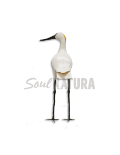 ▷ ESPÁTULA COMÚN MORITO (Platalea leucorodia) | Soul Natura - Imagen 2
