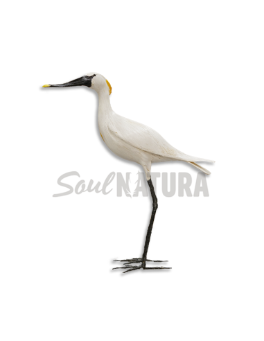 ▷ ESPÁTULA COMÚN MORITO (Platalea leucorodia) | Soul Natura - Imagen 3