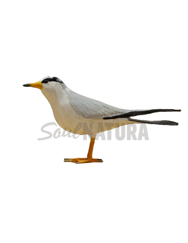 ▷ CHARRANCITO COMÚN (Sternula albifrons) Pájaro de PITA | Soul Natura - Imagen 3