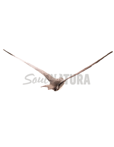 VENCEJO REAL EN VUELO PÁJARO DE PITA - Imagen 2