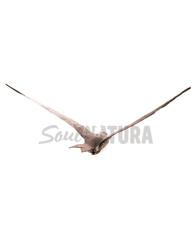 ▷ VENCEJO REAL EN VUELO | Soul Natura - Imagen 1