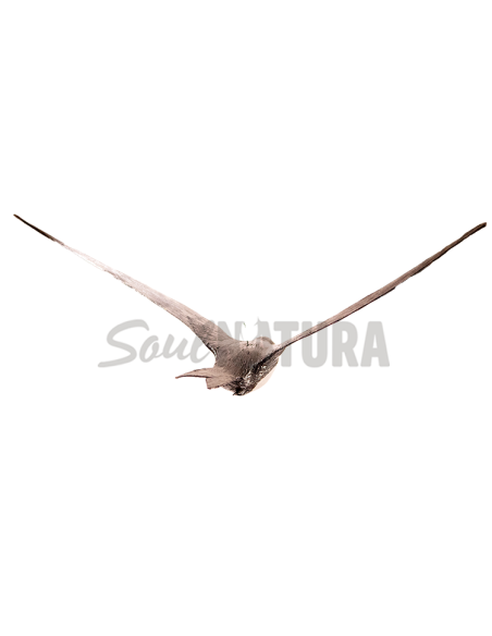 ▷ VENCEJO REAL EN VUELO | Soul Natura - Imagen 1