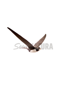 VENCEJO REAL EN VUELO PÁJARO DE PITA - Imagen 1