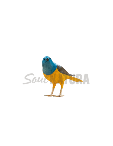 ▷ ROQUERO ROJO MACHO (Monticola saxatilis)  Pájaro de PITA | Soul Natura - Imagen 2