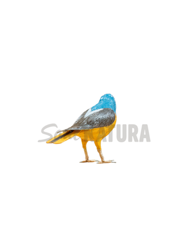 ▷ ROQUERO ROJO MACHO (Monticola saxatilis)  Pájaro de PITA | Soul Natura - Imagen 3