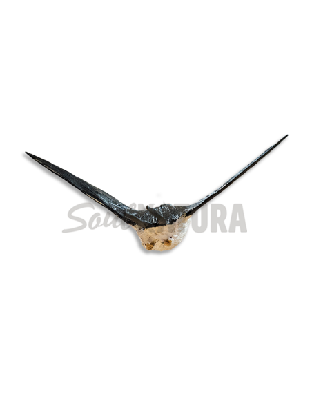 ▷ GOLONDRINA COMÚN EN VUELO (Hirundo rustica) PÁJARO DE PITA | Soul Natura - Imagen 3