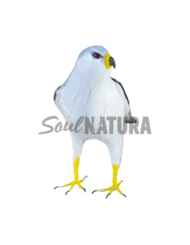 ▷ ELANIO AZUL (Elanus caeruleus) Pájaro de PITA | Soul Natura - Imagen 1