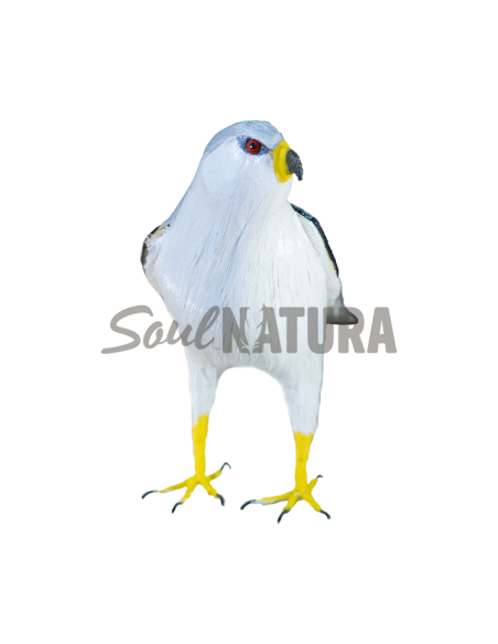 ▷ ELANIO AZUL (Elanus caeruleus) Pájaro de PITA | Soul Natura - Imagen 1