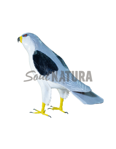 ▷ ELANIO AZUL (Elanus caeruleus) Pájaro de PITA | Soul Natura - Imagen 2