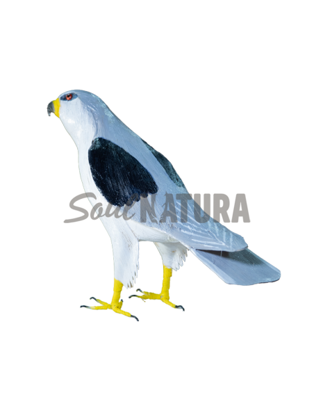 ▷ ELANIO AZUL (Elanus caeruleus) Pájaro de PITA | Soul Natura - Imagen 2