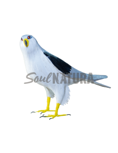 ▷ ELANIO AZUL (Elanus caeruleus) Pájaro de PITA | Soul Natura - Imagen 1