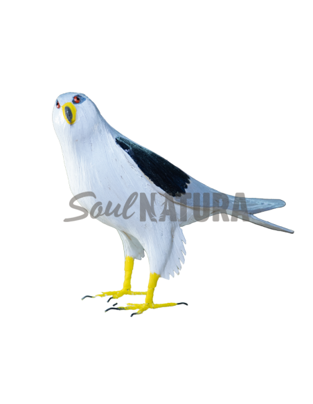 ▷ ELANIO AZUL (Elanus caeruleus) Pájaro de PITA | Soul Natura - Imagen 3