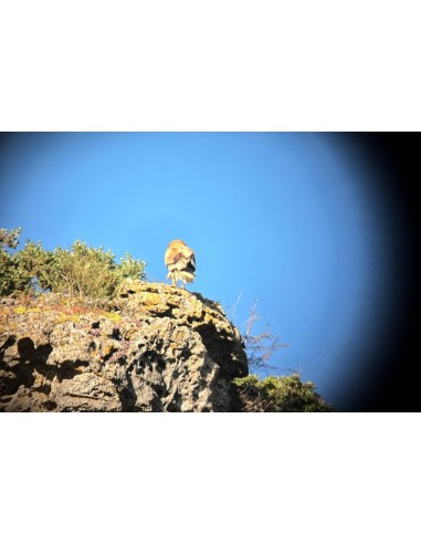 ▷ DIAMONDBACK HD 20-60X85 TELESCOPIO VORTEX | Soul Natura - Imagen 6