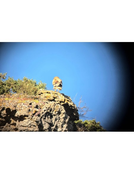 ▷ DIAMONDBACK HD 16-48X65 TELESCOPIO VORTEX | Soul Natura - Imagen 6