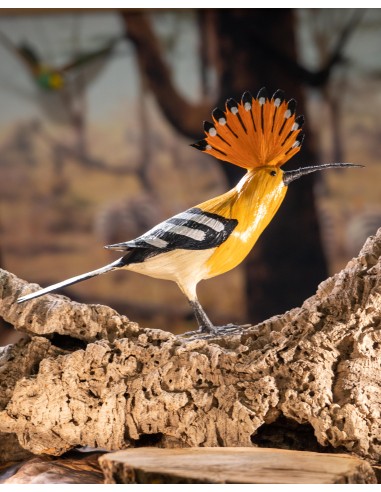 ▷ ABUBILLA (PÁJARO DE PITA) | Soul Natura - Imagen 2