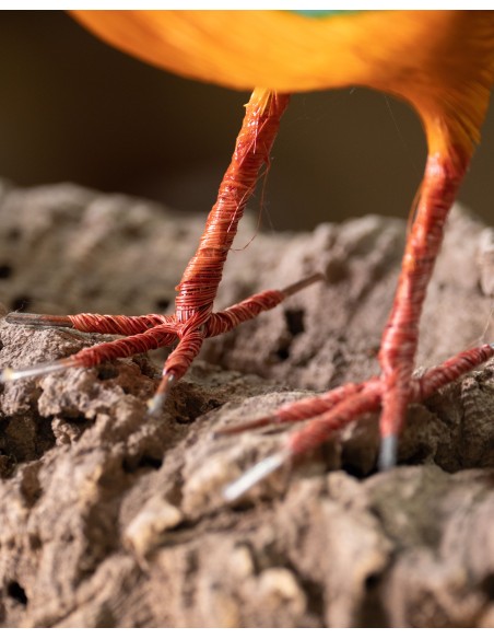 ▷ MARTÍN PESCADOR (Alcedo atthis) Pájaro de PITA | Soul Natura - Imagen 5