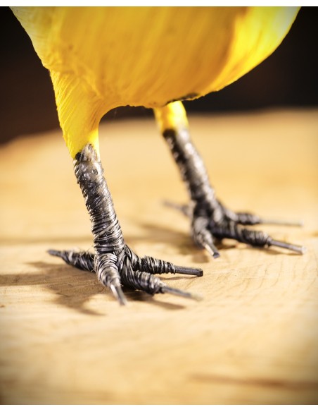 ▷ CARBONERO (PÁJARO DE PITA) | Soul Natura - Imagen 6