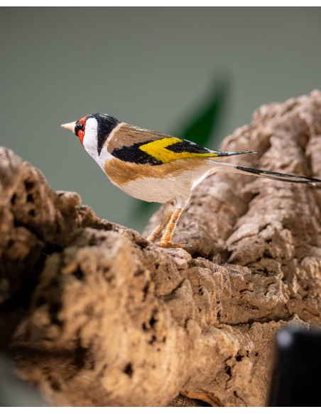 ▷ JILGUERO (PÁJARO DE PITA) | Soul Natura - Imagen 2