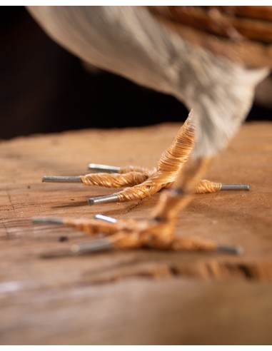 ▷ ALZACOLA ROJIZO (PÁJARO DE PITA) | Soul Natura - Imagen 4