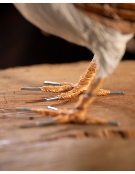 ▷ ALZACOLA ROJIZO (PÁJARO DE PITA) | Soul Natura - Imagen 4