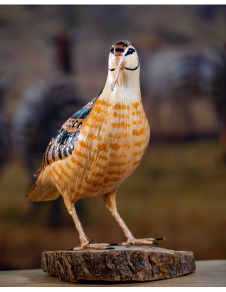 ▷ CHOCHA PERDIZ O BECADA (Scolopax rusticola) Pájaro de PITA | Soul Natura - Imagen 2