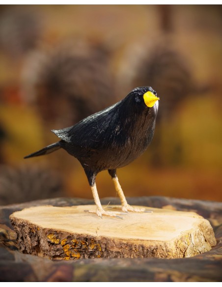 ESTORNINO PINTO (Sturnus UNICOLOR) Pájaro de PITA - Imagen 1