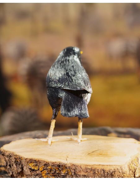 ▷ ESTORNINO NEGRO (Sturnus unicolor) Pájaro de PITA | Soul Natura - Imagen 4