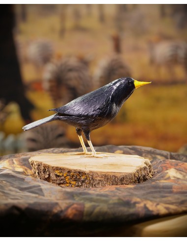 ▷ ESTORNINO NEGRO (Sturnus unicolor) Pájaro de PITA | Soul Natura - Imagen 3