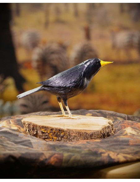 ▷ ESTORNINO NEGRO (Sturnus unicolor) Pájaro de PITA | Soul Natura - Imagen 3