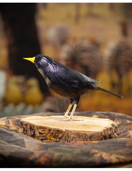 ▷ ESTORNINO NEGRO (Sturnus unicolor) Pájaro de PITA | Soul Natura - Imagen 5