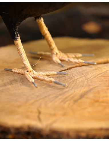 ▷ ESTORNINO NEGRO (Sturnus unicolor) Pájaro de PITA | Soul Natura - Imagen 6