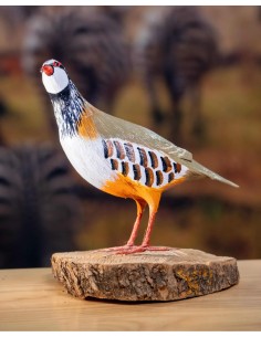 ▷ PERDIZ ROJA (PÁJARO DE PITA) | Soul Natura - Imagen 2