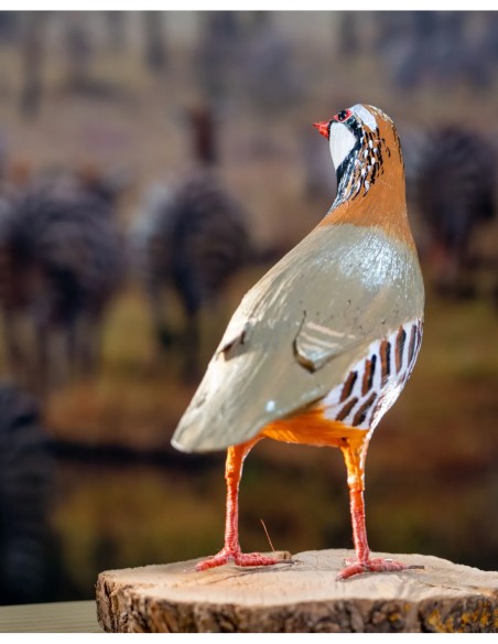 ▷ PERDIZ ROJA (PÁJARO DE PITA) | Soul Natura - Imagen 4