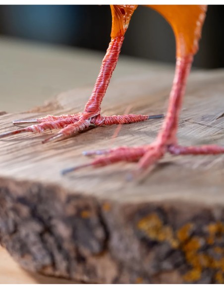 ▷ PERDIZ ROJA (PÁJARO DE PITA) | Soul Natura - Imagen 6