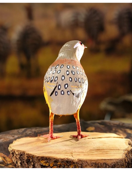 ▷ Perdiz roja (PÁJARO DE PITA) | Soul Natura - Imagen 2