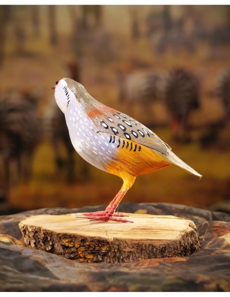 ▷ Perdiz roja (PÁJARO DE PITA) | Soul Natura - Imagen 5