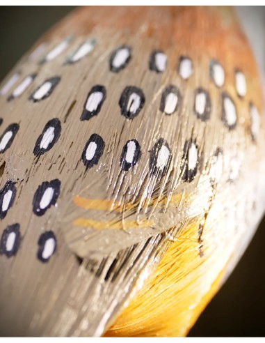 ▷ Perdiz roja (PÁJARO DE PITA) | Soul Natura - Imagen 6