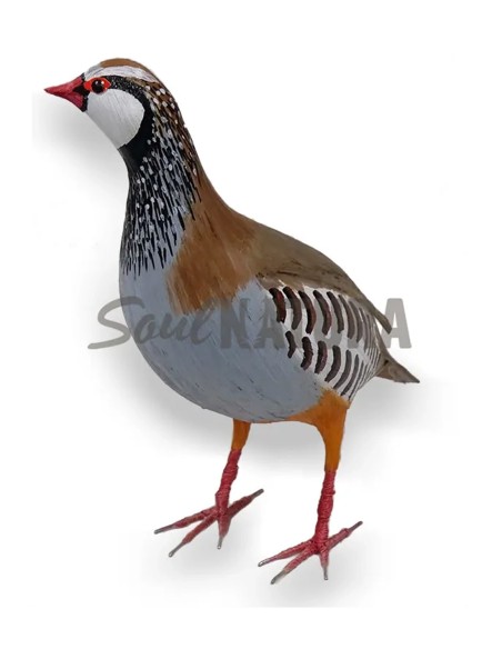 ▷ PERDIZ ROJA (PÁJARO DE PITA) | Soul Natura - Imagen 7