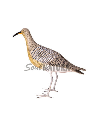 ▷ ZARAPITO REAL (PÁJARO DE PITA) | Soul Natura - Imagen 1