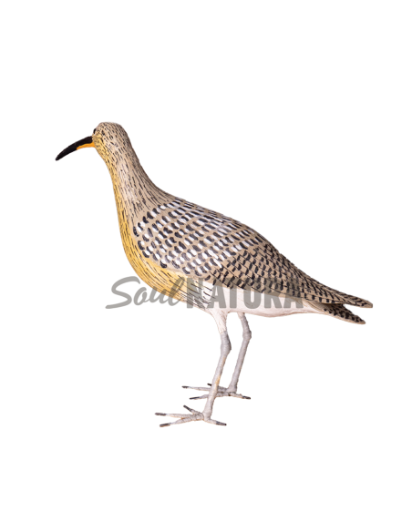 ▷ ZARAPITO REAL (PÁJARO DE PITA) | Soul Natura - Imagen 1