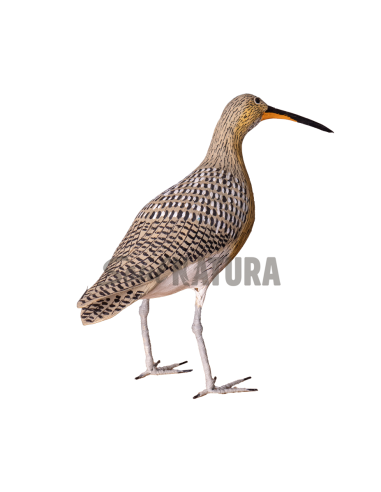 ▷ ZARAPITO REAL (PÁJARO DE PITA) | Soul Natura - Imagen 2