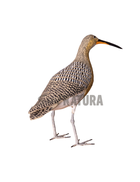 ▷ ZARAPITO REAL (PÁJARO DE PITA) | Soul Natura - Imagen 2