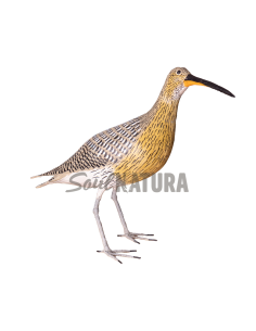 ▷ ZARAPITO REAL (PÁJARO DE PITA) | Soul Natura - Imagen 1