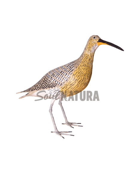 ▷ ZARAPITO REAL (PÁJARO DE PITA) | Soul Natura - Imagen 3