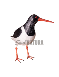 ▷OSTRERO EUROASIÁTICO (PÁJARO DE PITA) | Soul Natura - Imagen 1