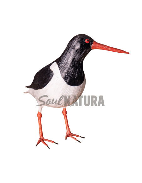 ▷OSTRERO EUROASIÁTICO (PÁJARO DE PITA) | Soul Natura - Imagen 1