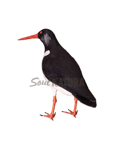 ▷OSTRERO EUROASIÁTICO (PÁJARO DE PITA) | Soul Natura - Imagen 2