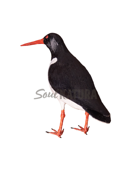 ▷OSTRERO EUROASIÁTICO (PÁJARO DE PITA) | Soul Natura - Imagen 2