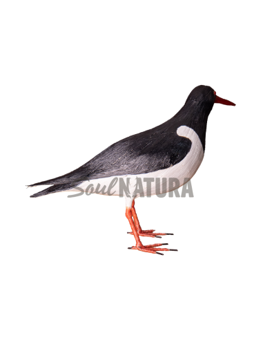 ▷OSTRERO EUROASIÁTICO (PÁJARO DE PITA) | Soul Natura - Imagen 3