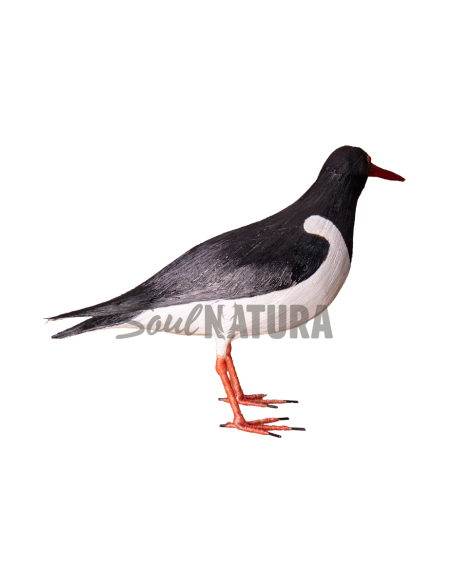 ▷OSTRERO EUROASIÁTICO (PÁJARO DE PITA) | Soul Natura - Imagen 3